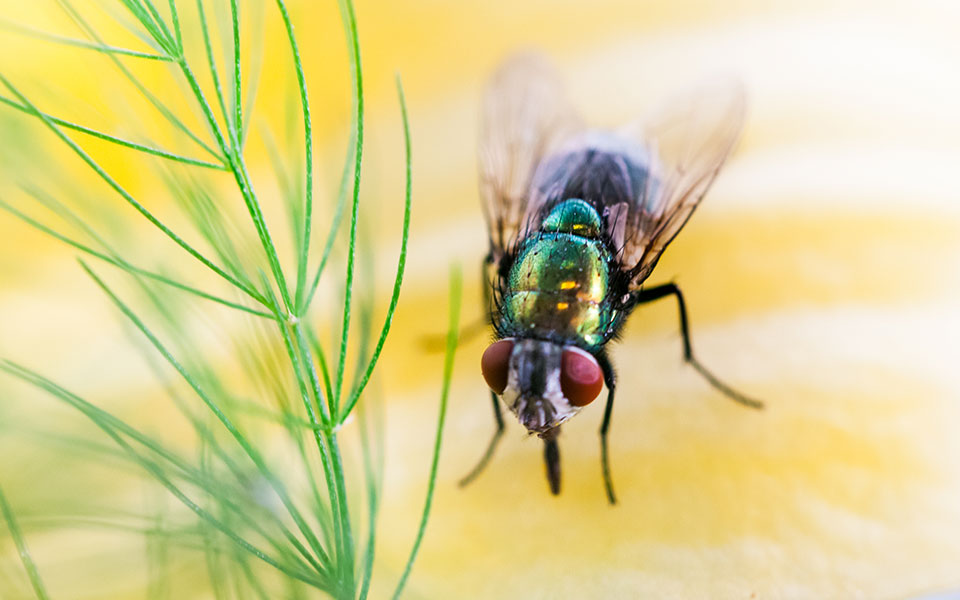10 Things You May Not Know About Flies