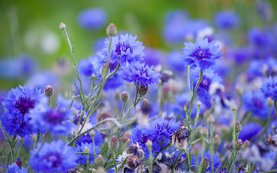 Greatest Plants That Attract Flies flower Gardens 3