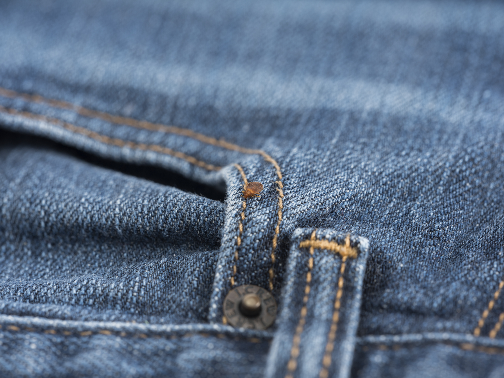 Do Bed Bugs Fly or Have Wings? Bed Bug Migration