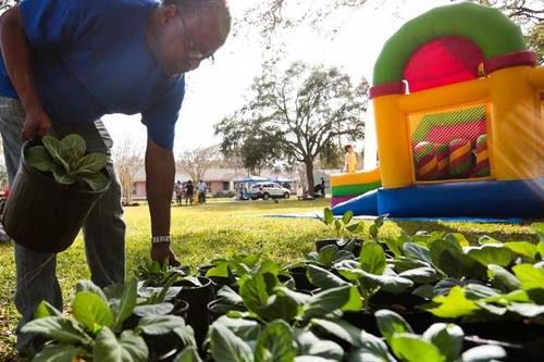 collard green festival 2023 Tampa Bay Collard Green Festival