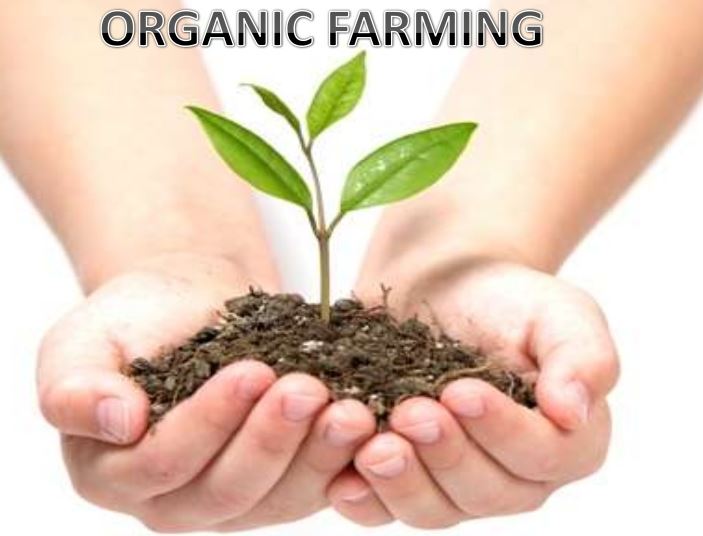 Sectors of the Australian Food Industry The Australian Food Industry