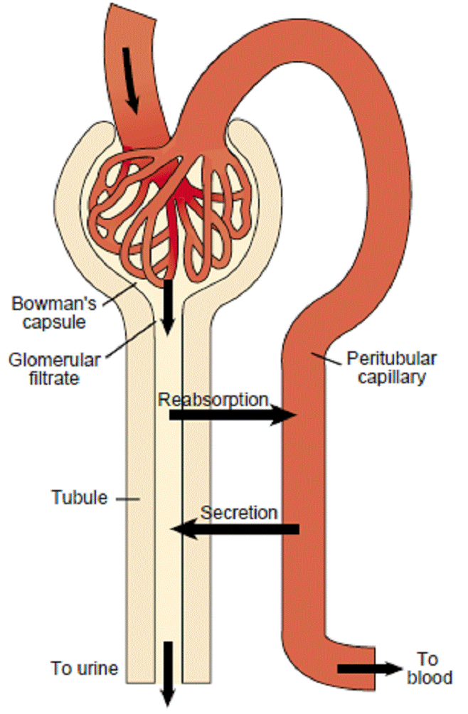 Regulating electrolytes Exploring the Role and Function of the