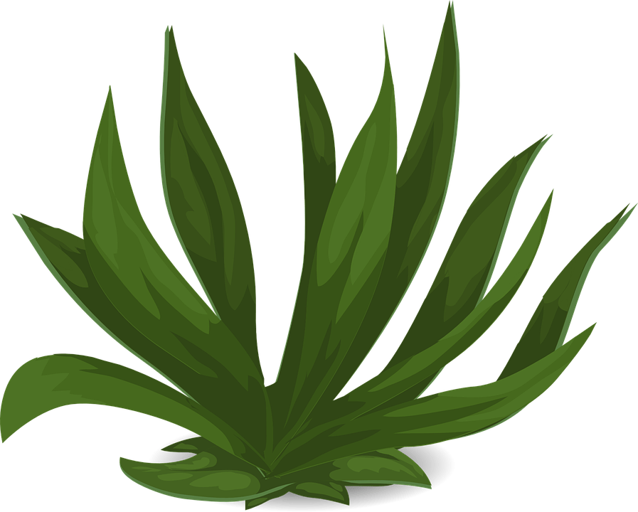 Plant Protection Law 797J International Intellectual Property