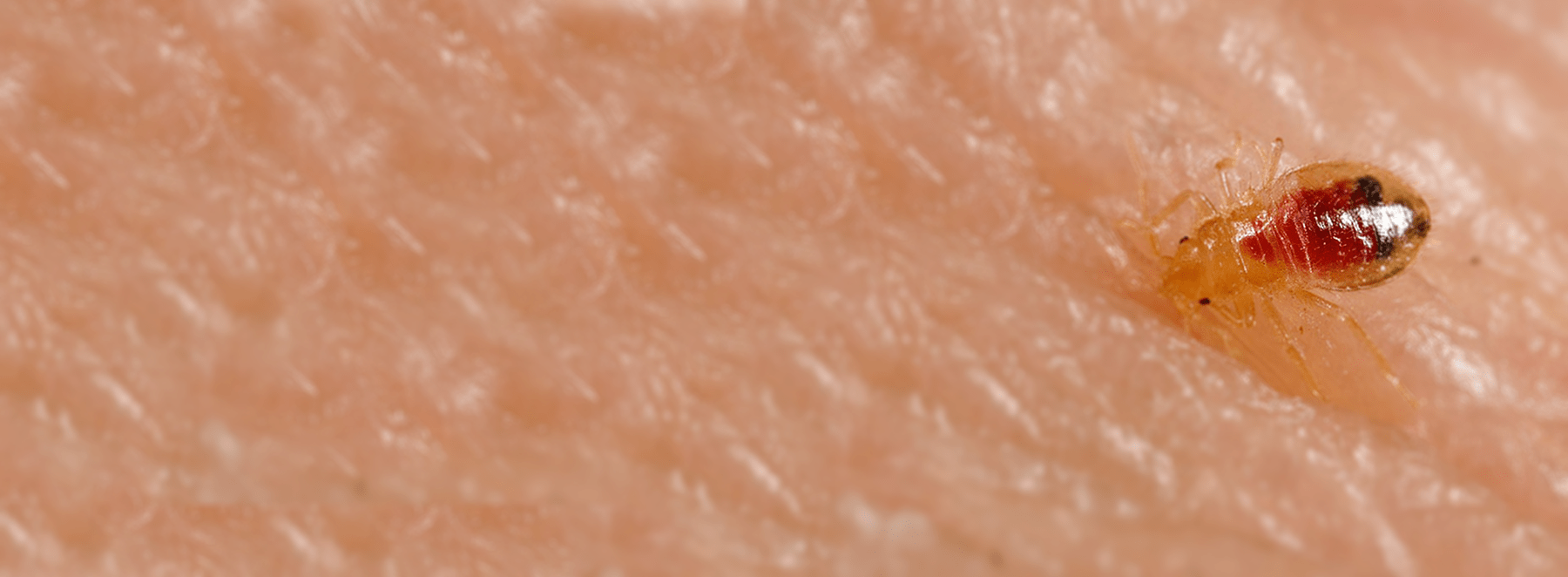 BugOut Pest Control Bed bug BugOut