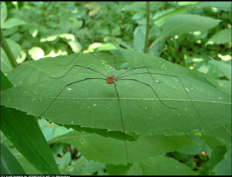 Common MidMissouri Summer Pests BugOut