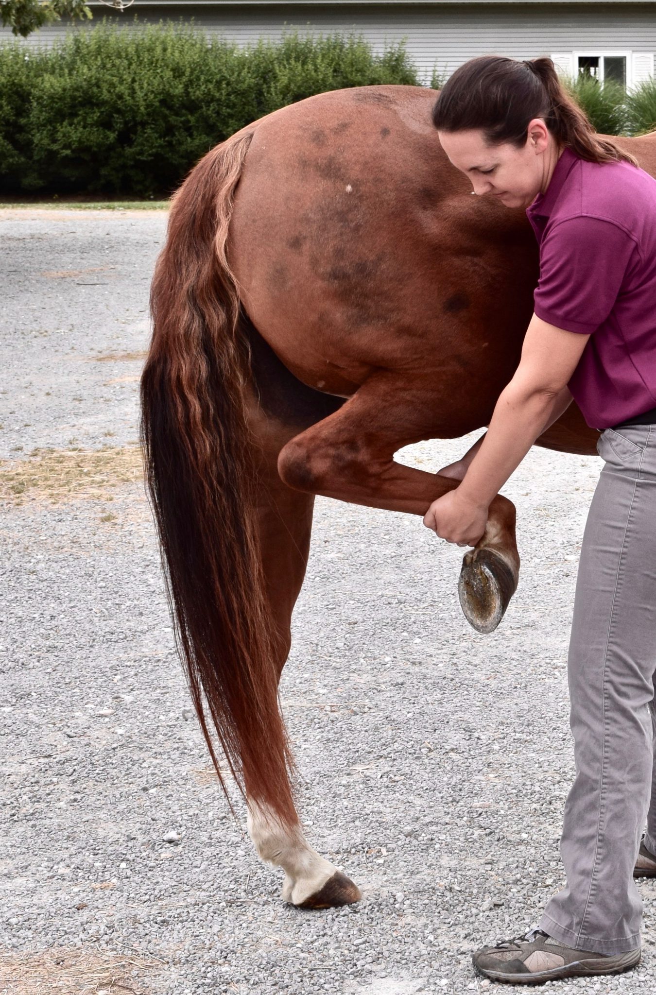 Equine Medical Services Columbia, MO PrePurchase Evaluation