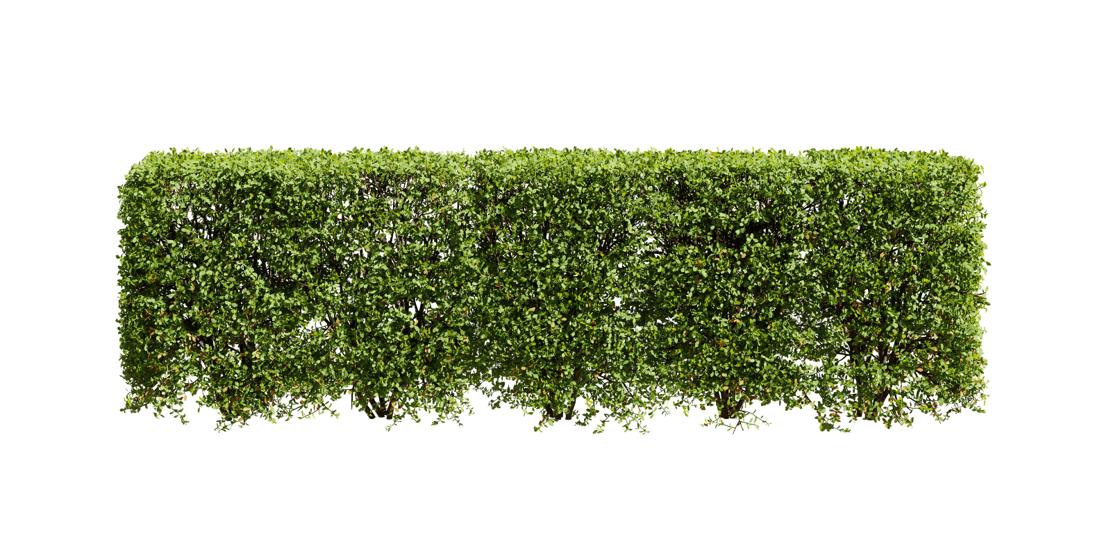 hedge Spiraea plant bush fence steeplebushes set of 5 hedge