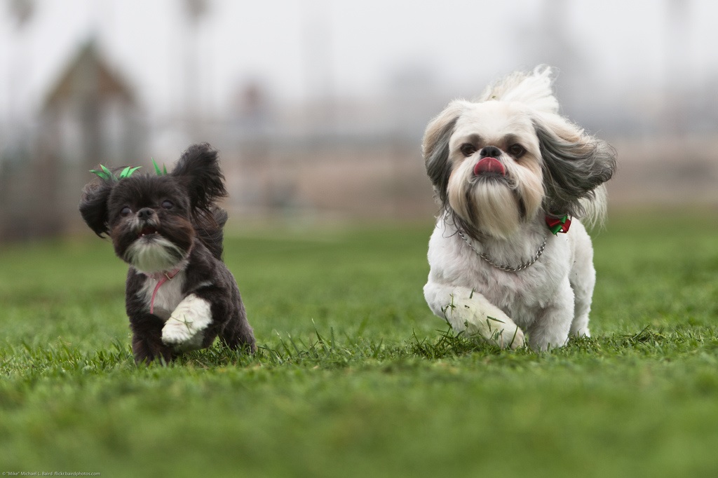 Local Dog Breeders We are Dog Breeder Experts