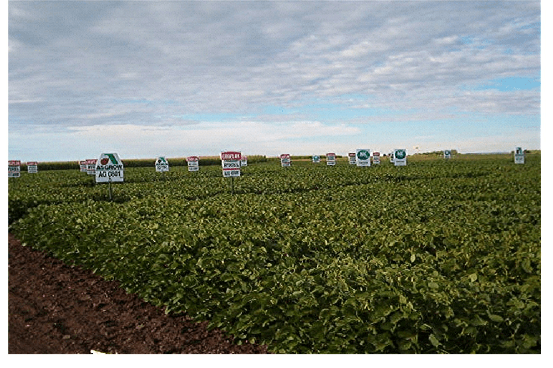 Allied Companies (Agronomy, Grain, Energy) Allied Agronomy Seed Index