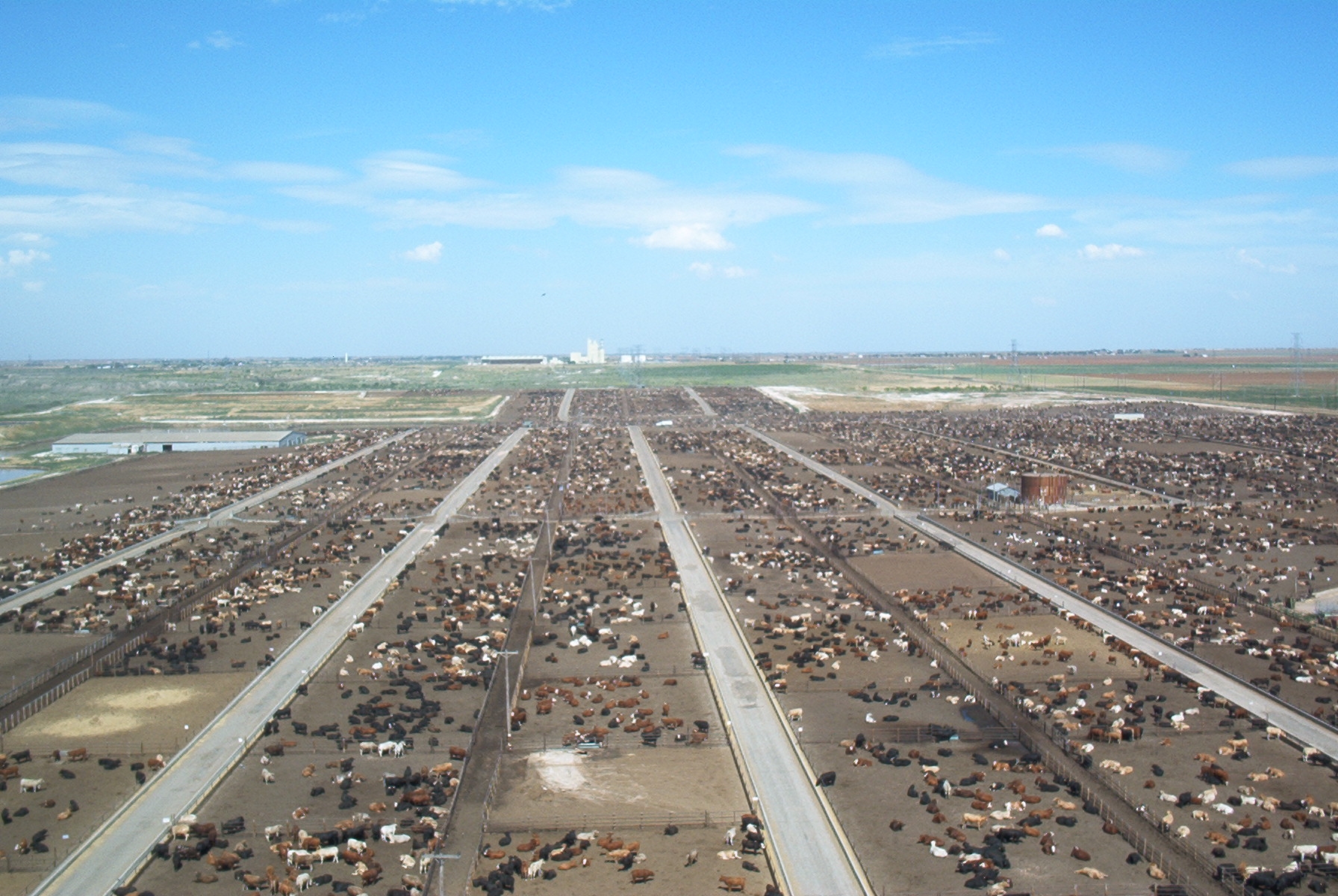 Lubbock Feeders Homepage