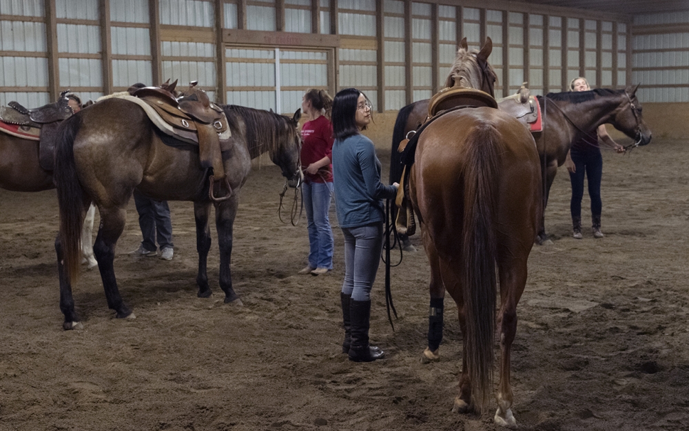 Two styles of horseback riding offered through IU equestrian teams