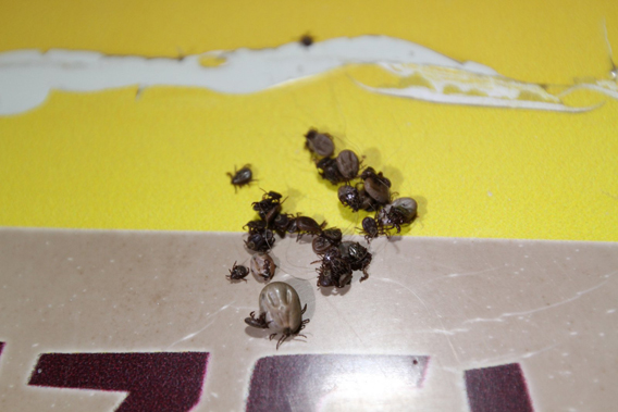 Scientist releasing invasive birds in Turkey to eat ticks will backfire