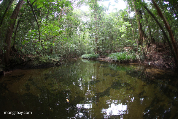 Air yang jernih di aliran sungai hutan hujan