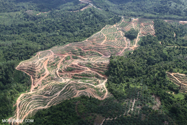 Malaysian Palm Oil Giant Tied to Social Conflict
