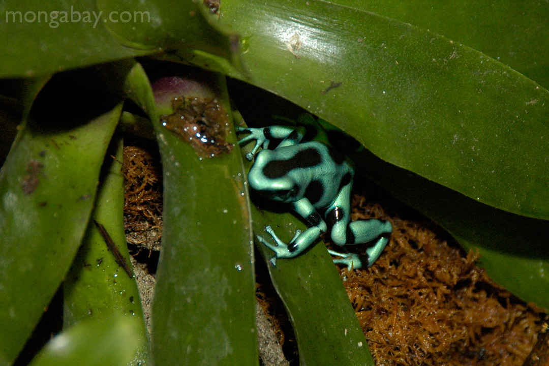 Rainforest frogs Green and black poison dart frog from Costa Rica