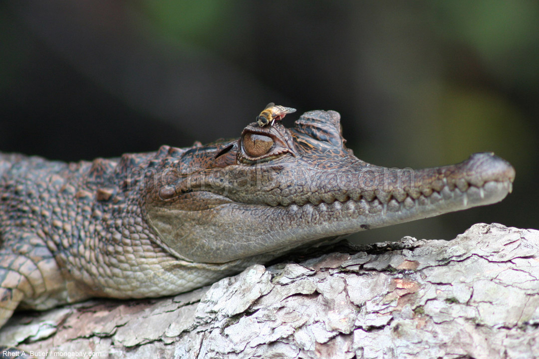 Congo Slideshow Crocodile