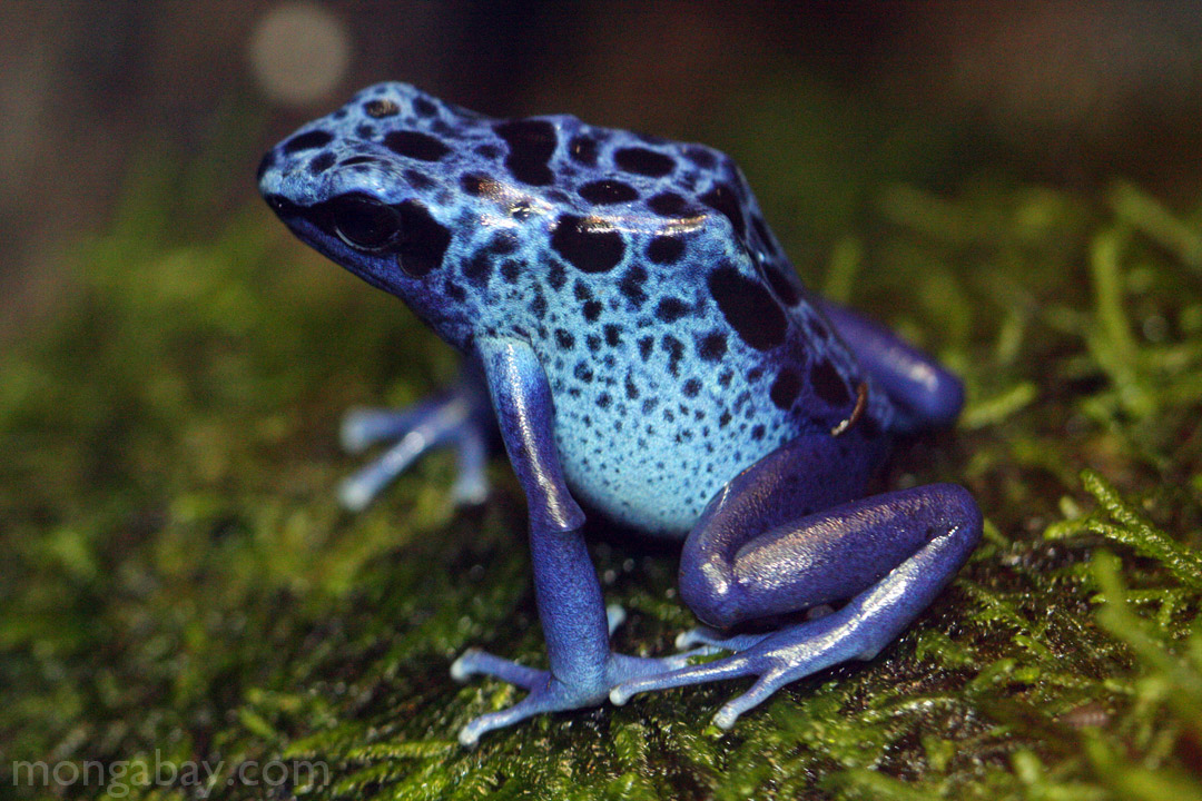 Rainforest frogs Blue arrow poison frog from Suriname