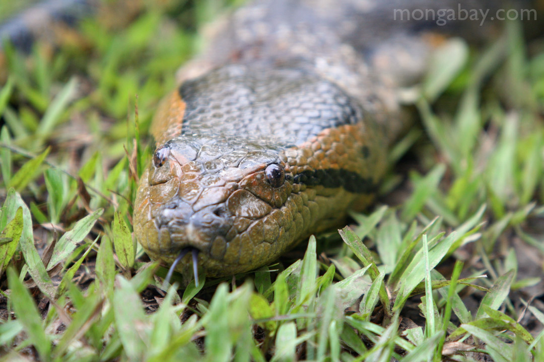 Rainforest reptiles Anaconda in the Colombian Amazon