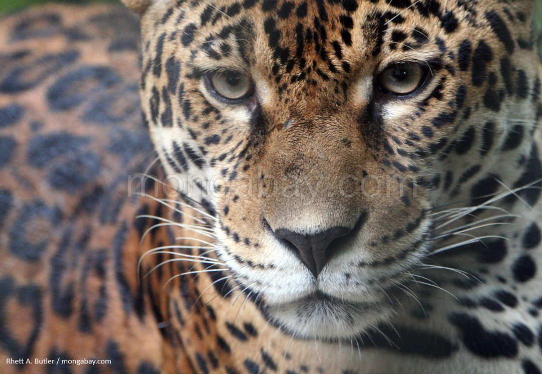Amazon Slideshow Jaguar in Colombia
