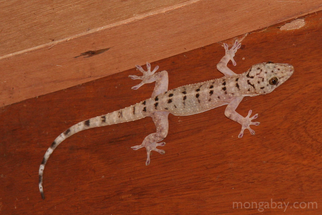Rainforest reptiles Gecko lizard species with black