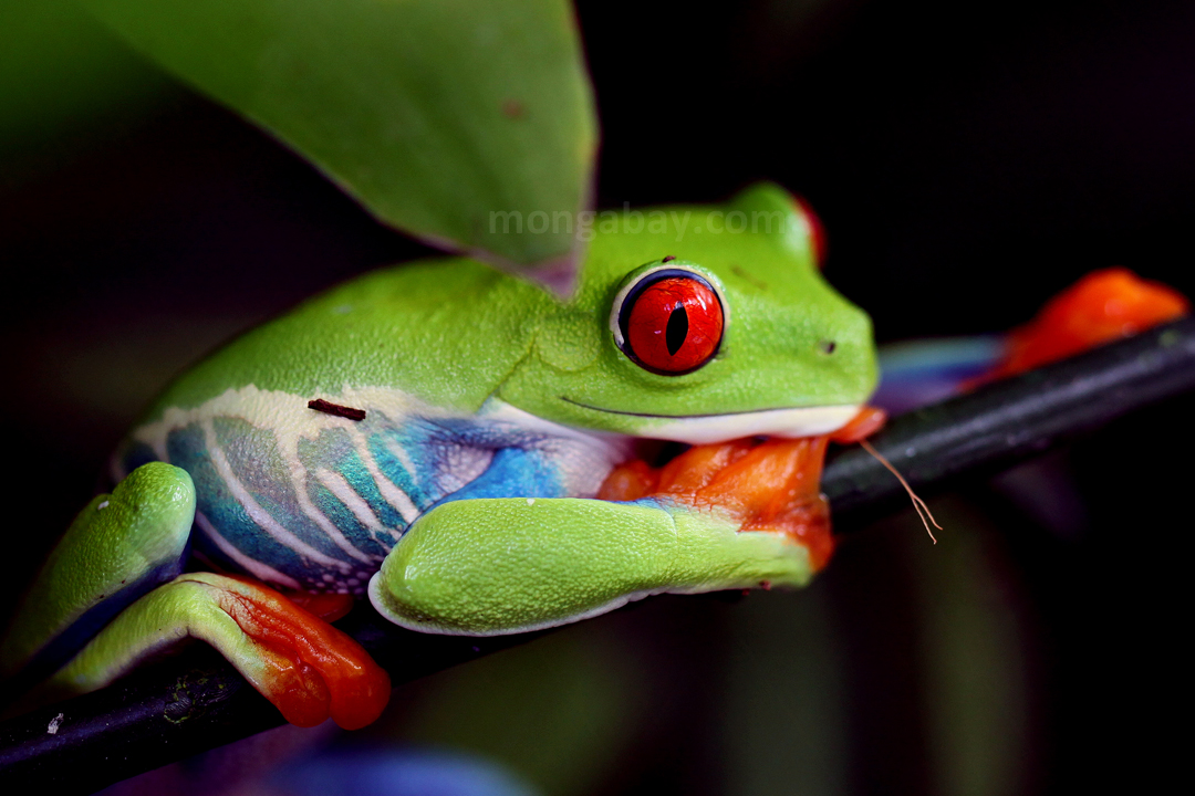 Rainforest frogs Tree frog silhouetted on a rainforest leaf