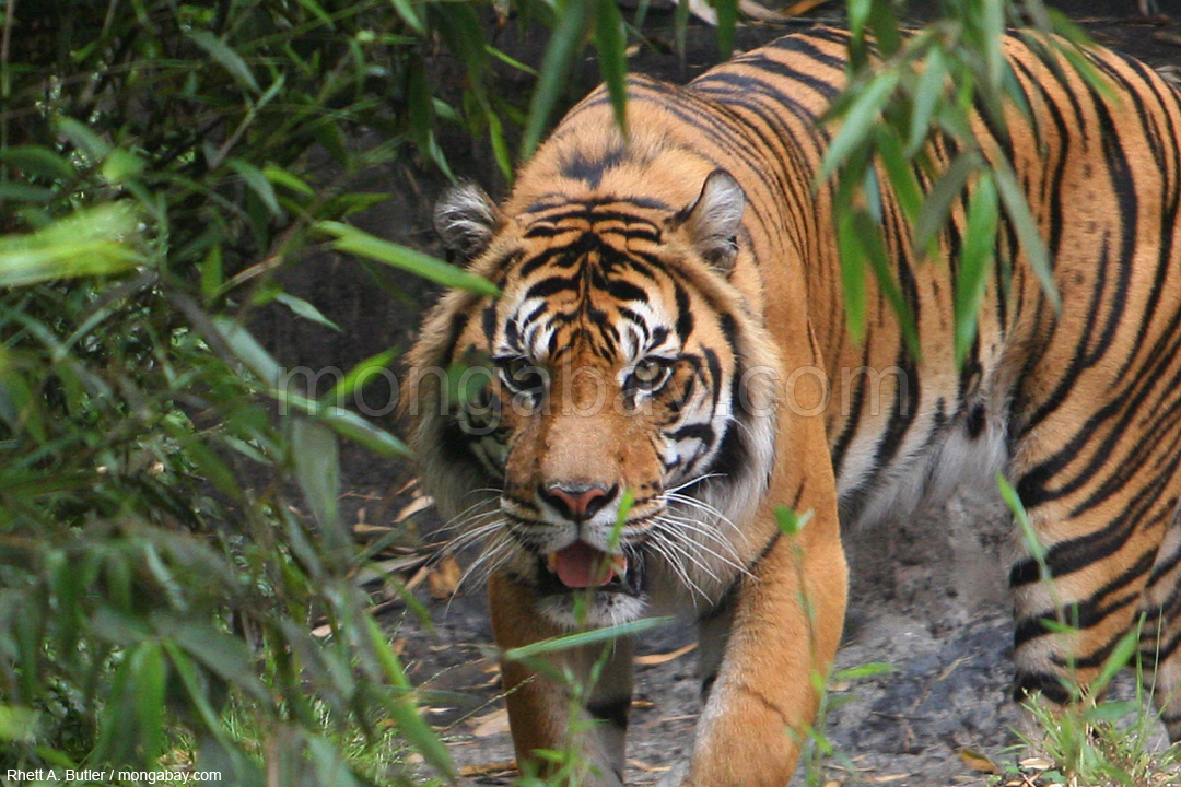 Indonesian Rainforest Tour Sumatran tiger