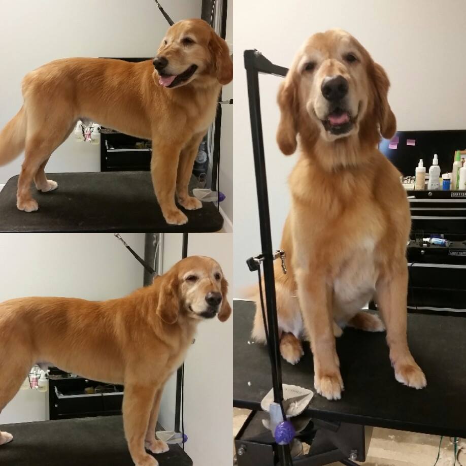 The Groomers Corner Chicago, IL Dog Grooming Book Online