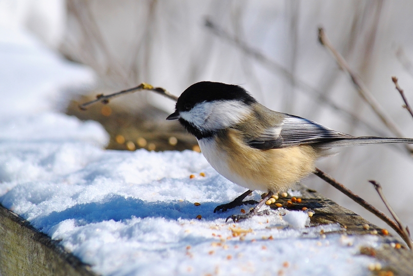 Birds of NJ Figure Out What's In Your Backyard NJ Family