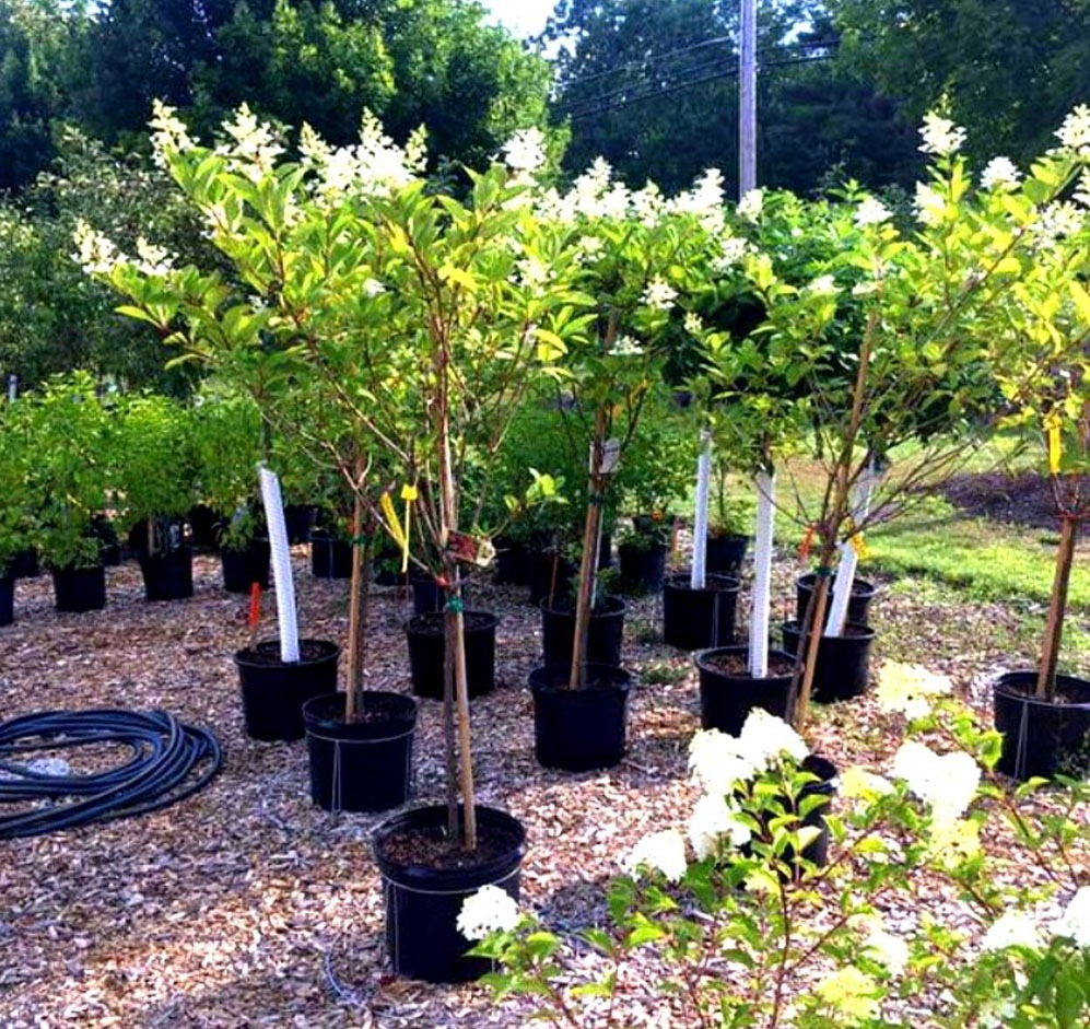 Garden Center Gallery Lucy Hardware Intervale, NH