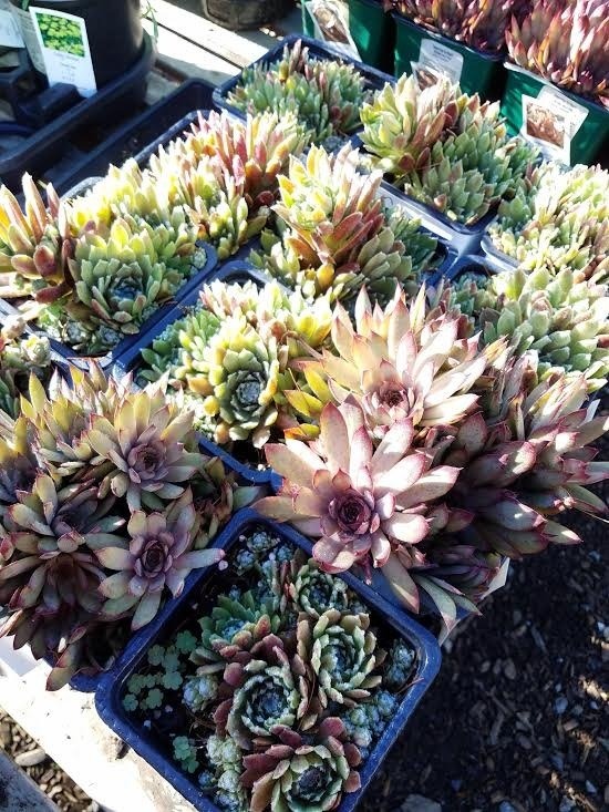 Garden Center Gallery Lucy Hardware Intervale, NH