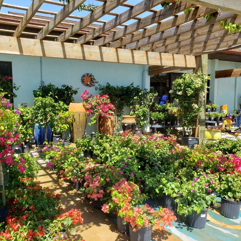 Gallery Plants & Flowers, Pottery, & More! A&G Lawn and Garden