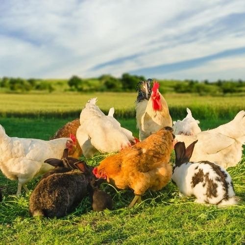 Baby Chicks, Organic Poultry Feed, Oyster Shell and Grit, Diatomaceous