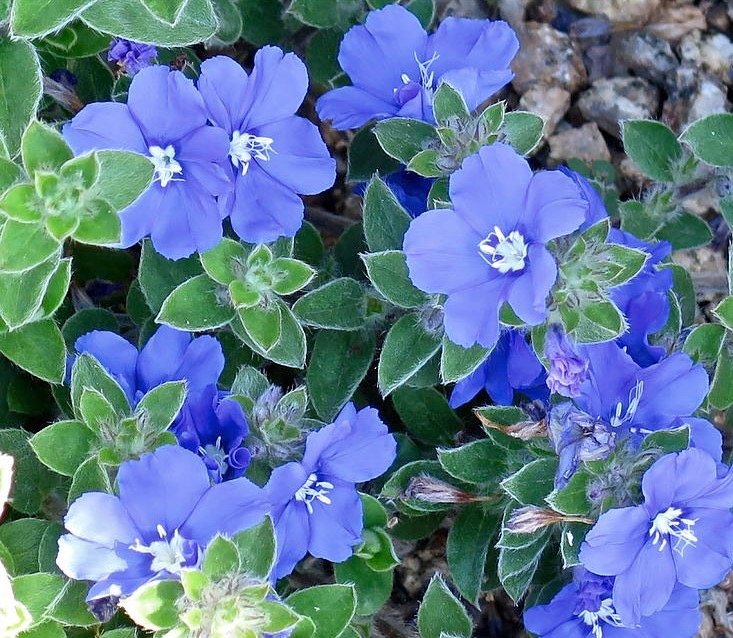 Blue Daze Shoal Creek Nursery LLC Austin, TX