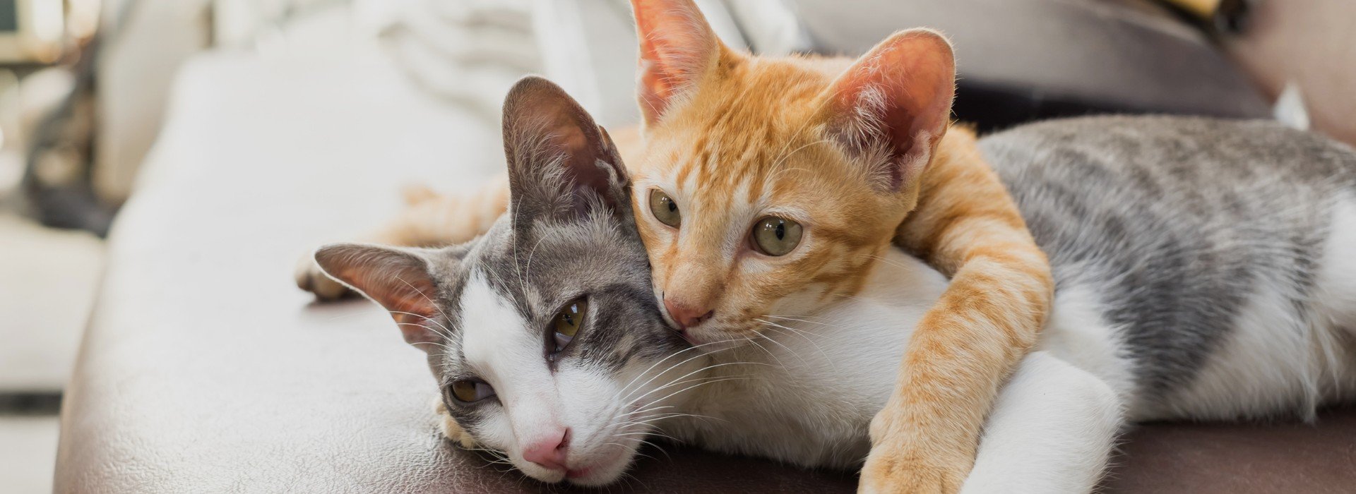 Wiscoy Pet Food Company Your Local Pet Supply Store Since 1990