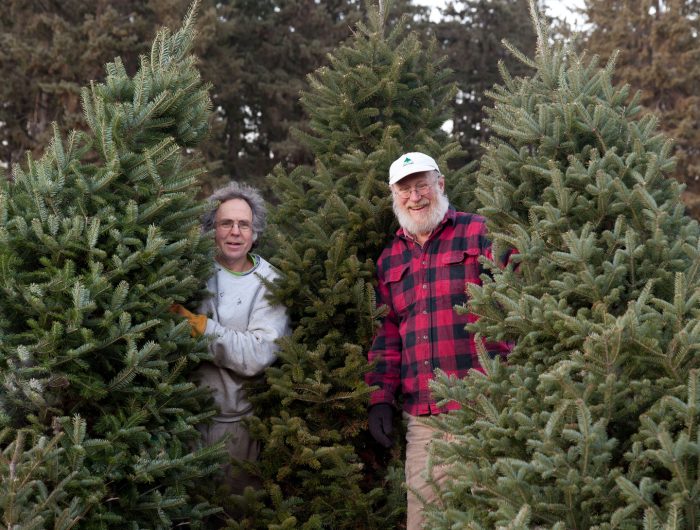 Tree farm business all in the Hansen family Park Bugle