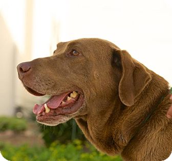 Ocho | Adopted Dog | Houston, TX | Chesapeake Bay Retriever/Labrador