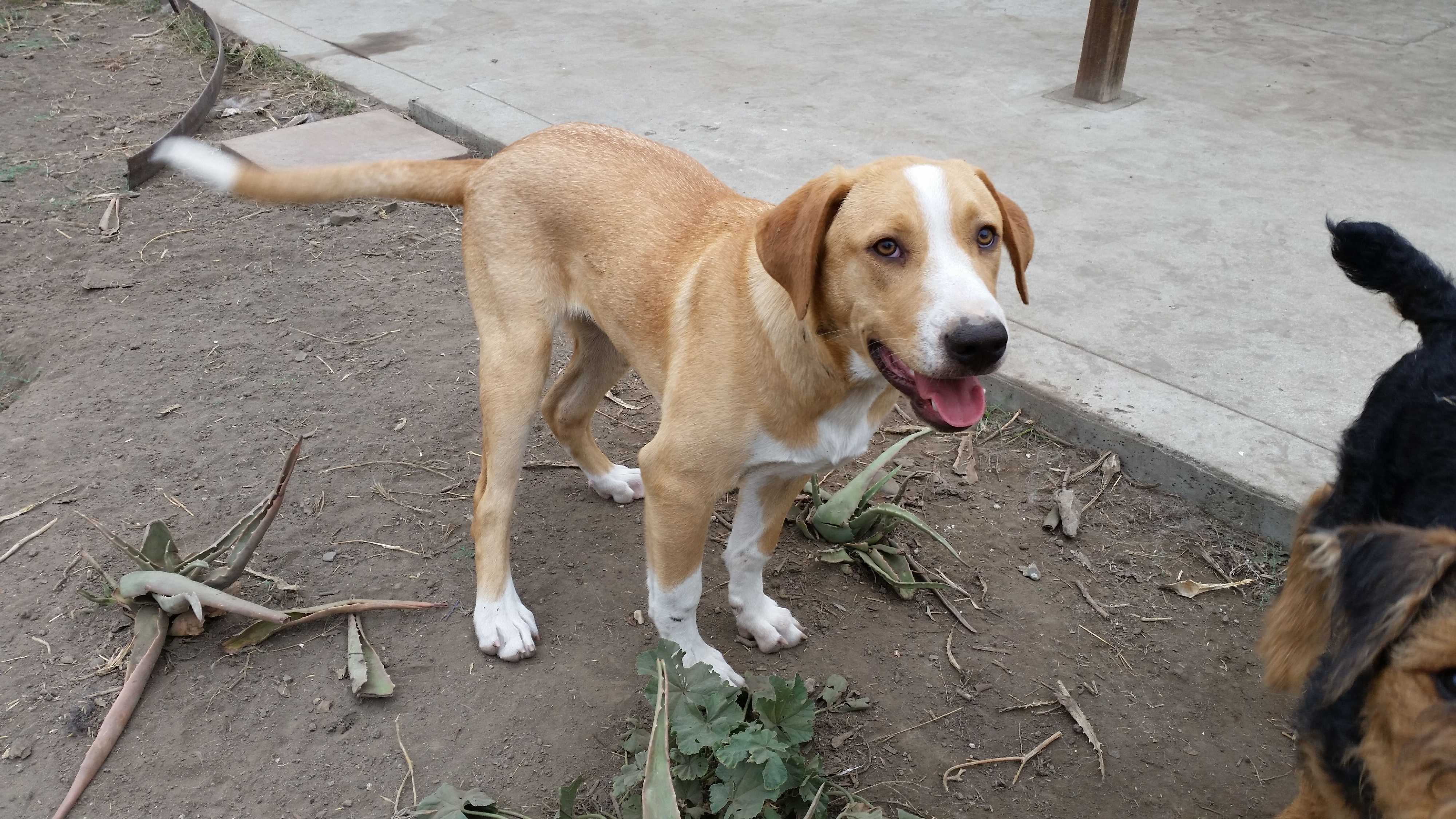 Adopt Bailey a Tan/Yellow/Fawn with White Labrador Retriever / Beagle