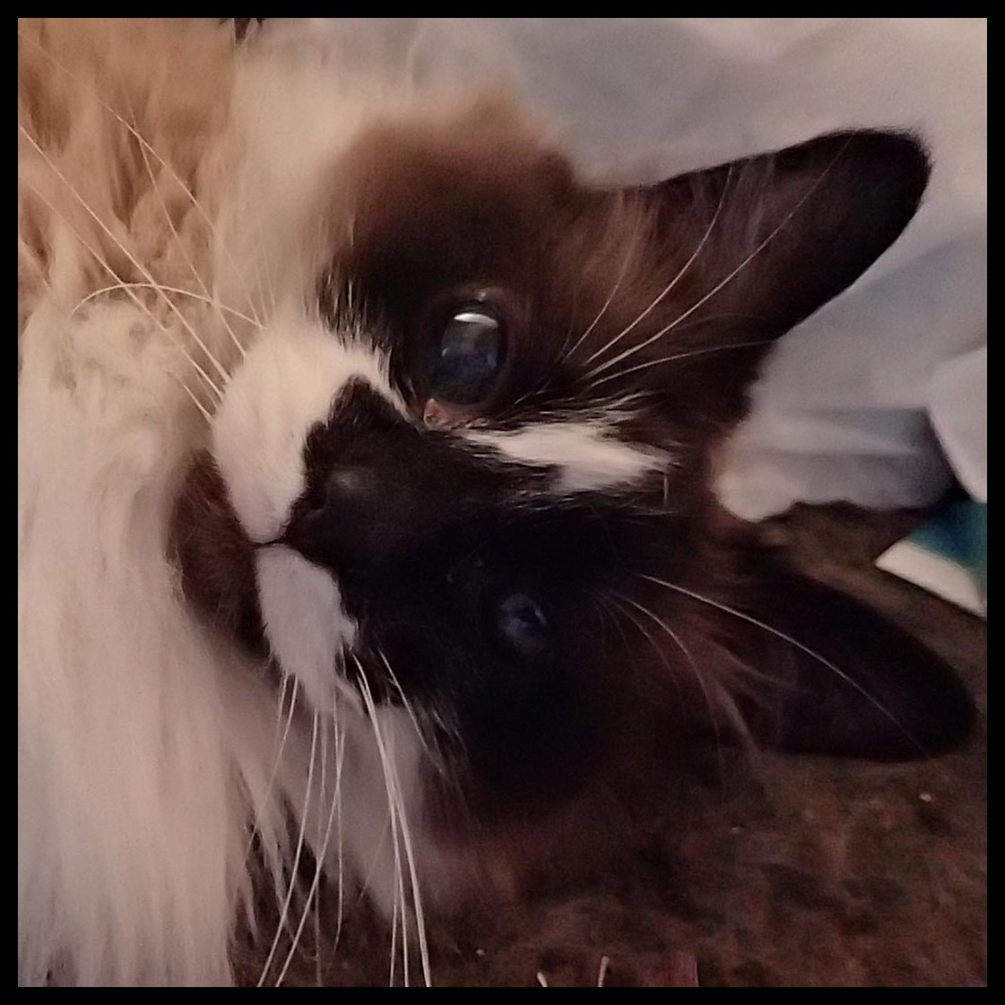 Adopt Chyna a Brown or Chocolate Ragdoll (long coat) cat in Colorado