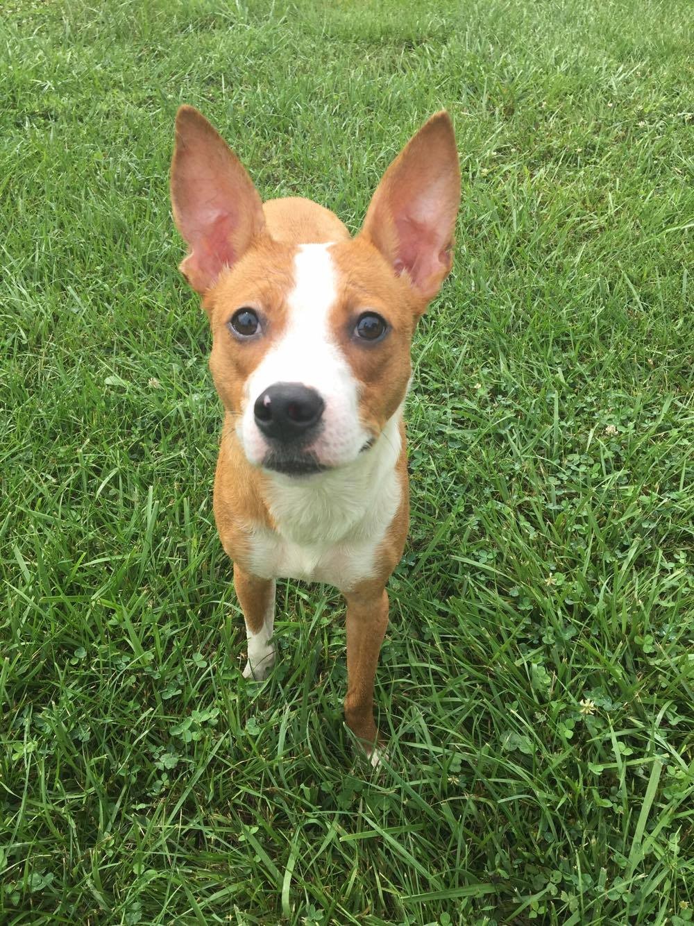 Adopt Bailey a Tan/Yellow/Fawn with White Basenji