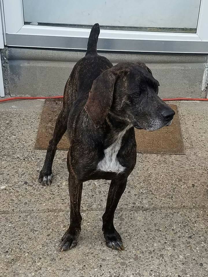 Adopt Miley a Brindle with White Boxer / Labrador