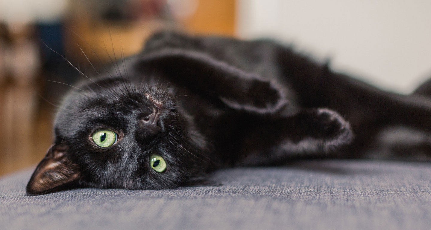 Top 10 Reasons to Love Black Cats