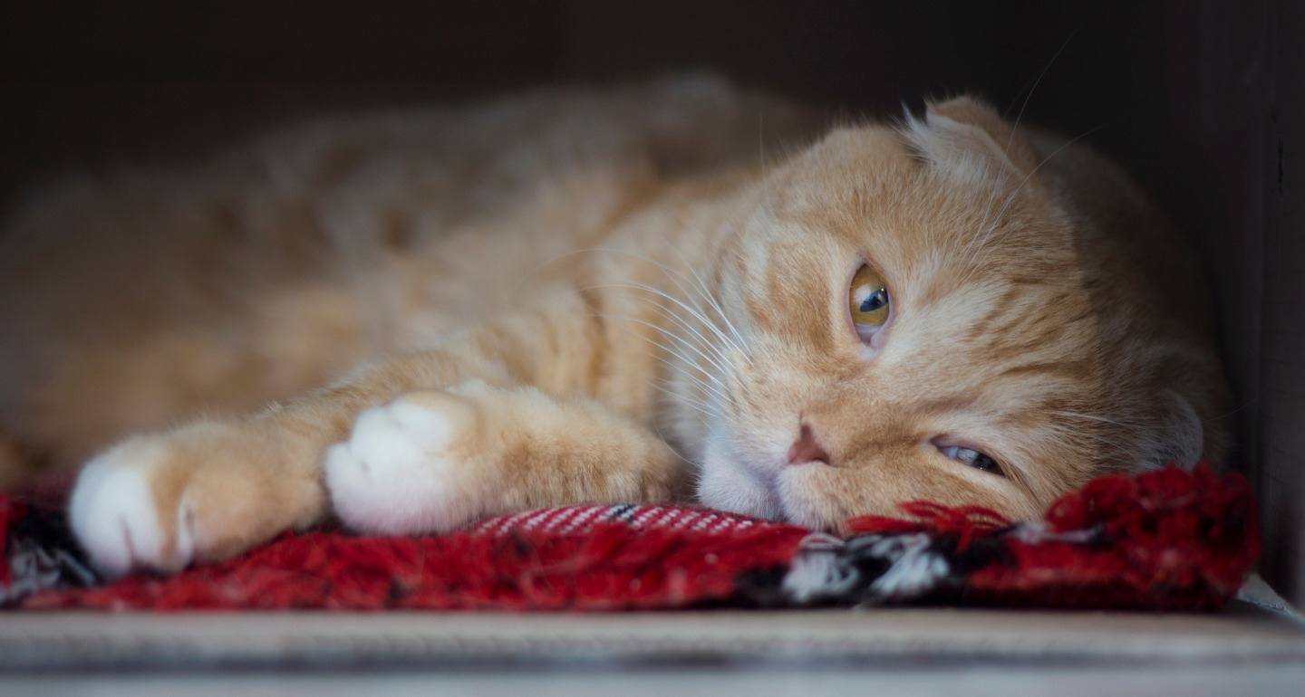 Six Simple Ways To Help Cats With Depression