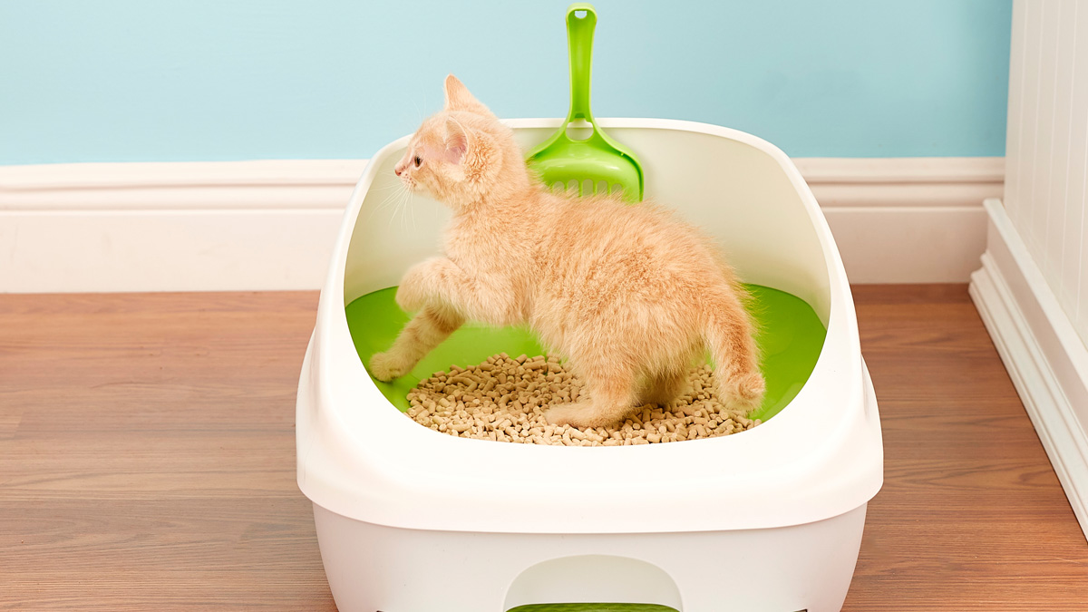 How To Get A Kitten To Use The Litter Box Pet Central by Chewy