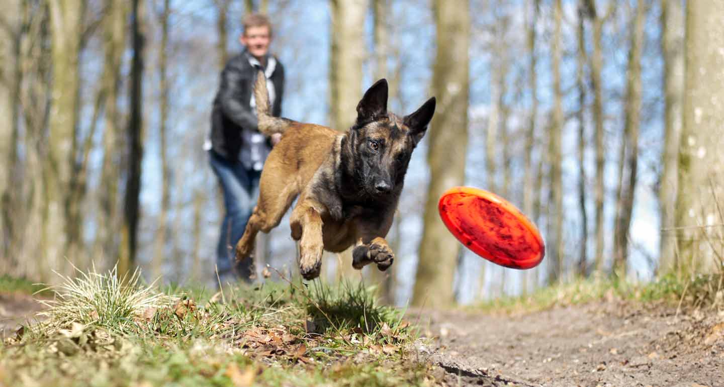 Dog Exercise 8 Reasons Your Dog Needs Exercise Every Day