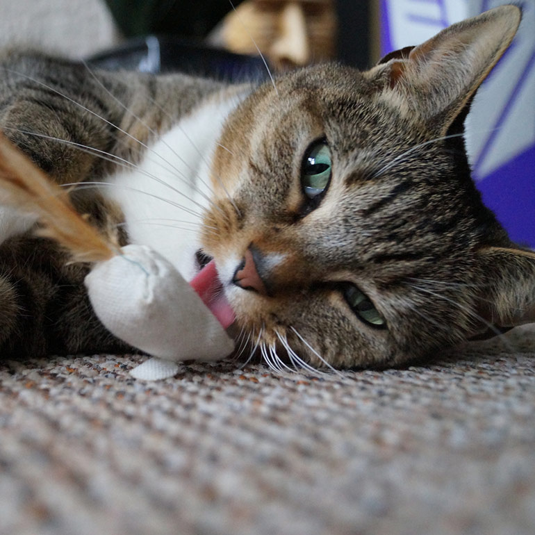 20 Ways to Exercise Your Cat