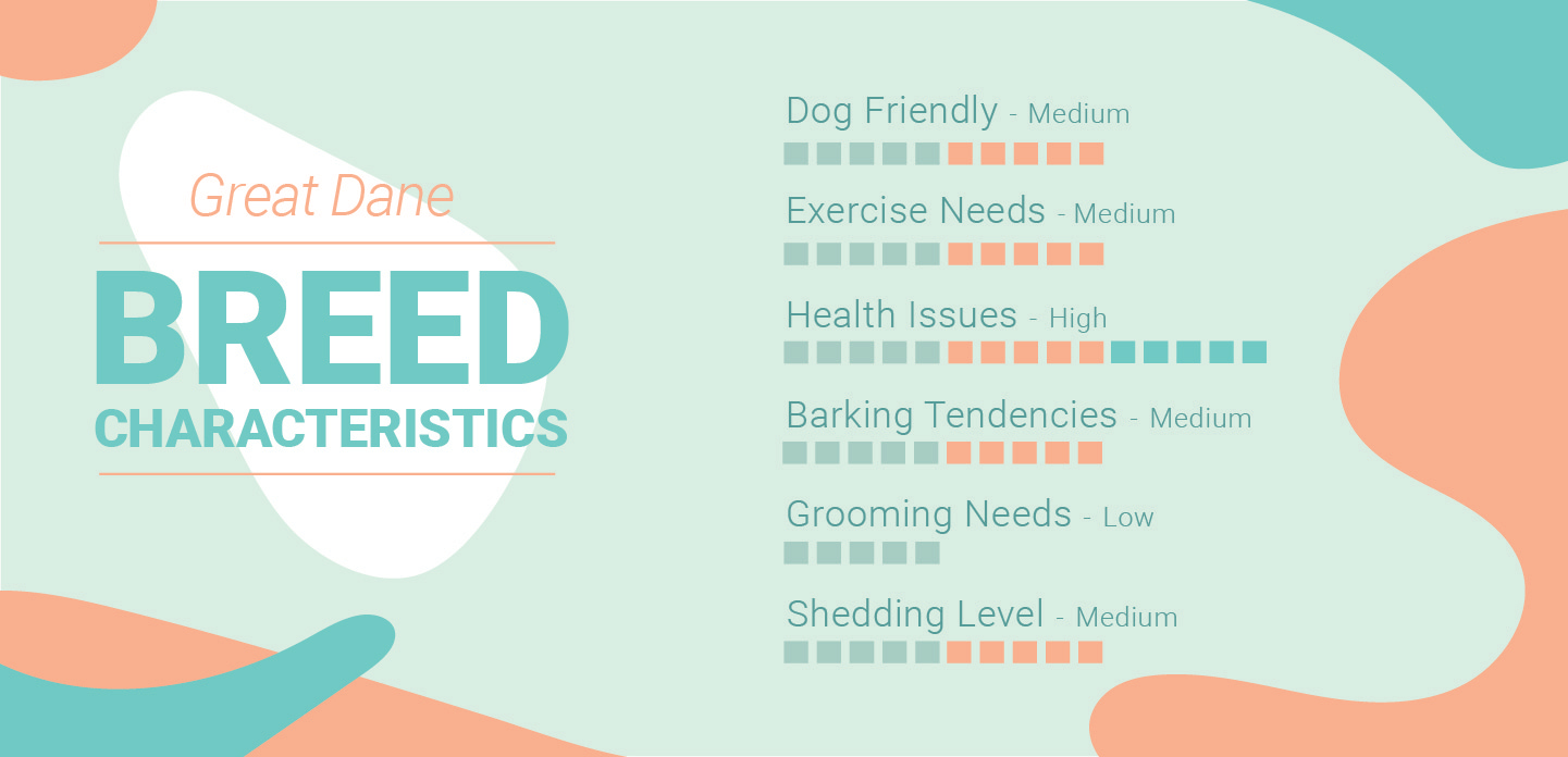 Great Dane Dog Breed Facts, Temperament and Care Info