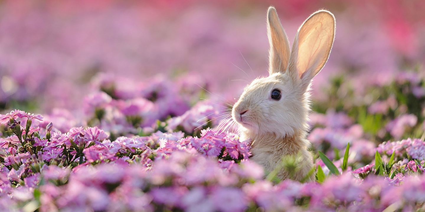 Rabbit Names for Your New Bunny