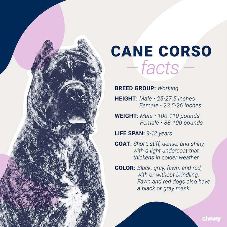 Cane Corso Dog Breed Facts, Temperament and Care Info
