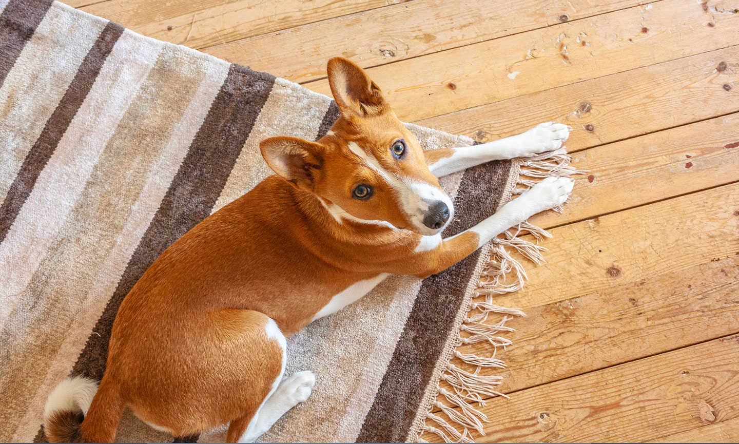 How Much Does A Basenji Dog Cost