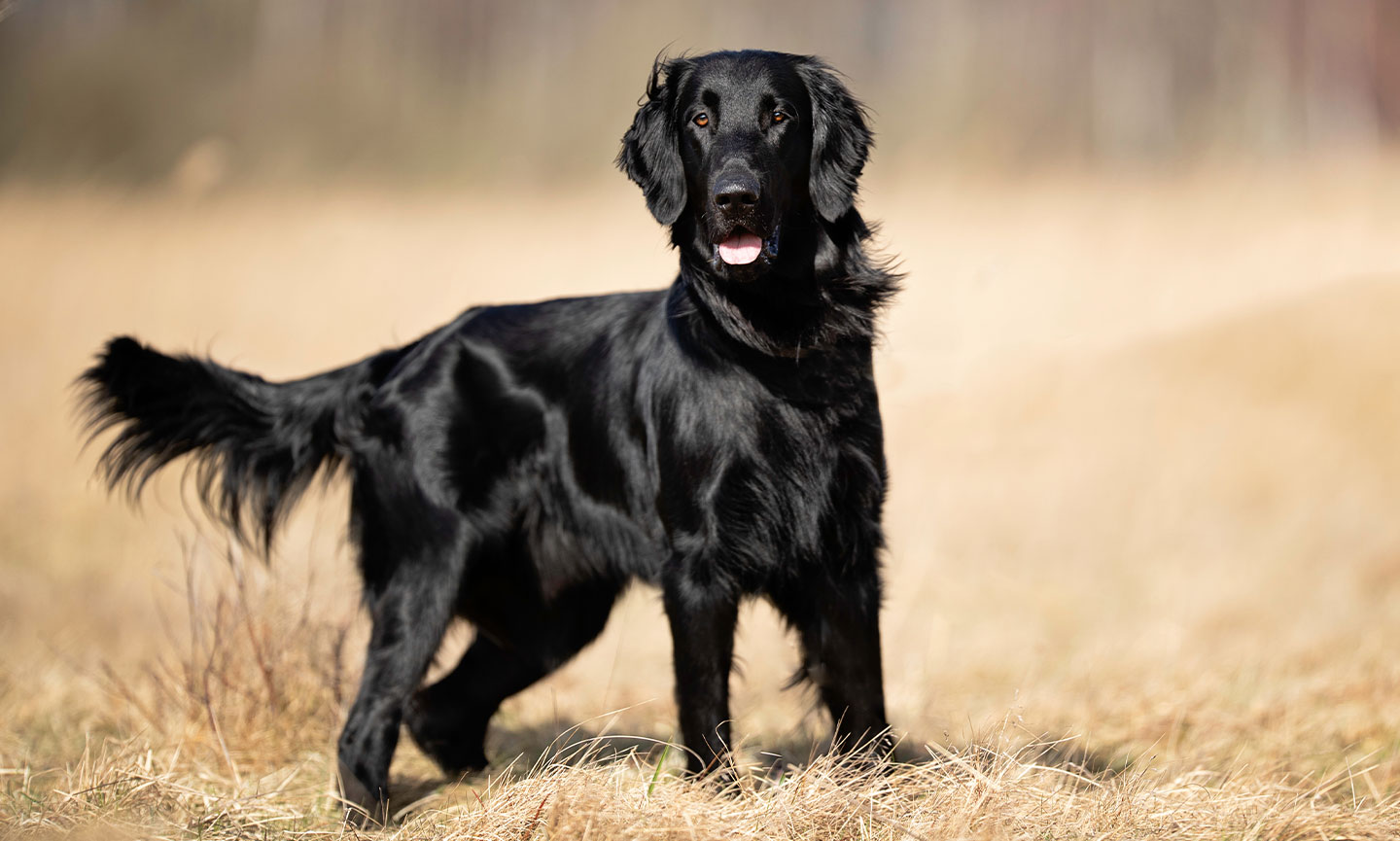 Are Flatcoated Retrievers Good Pets